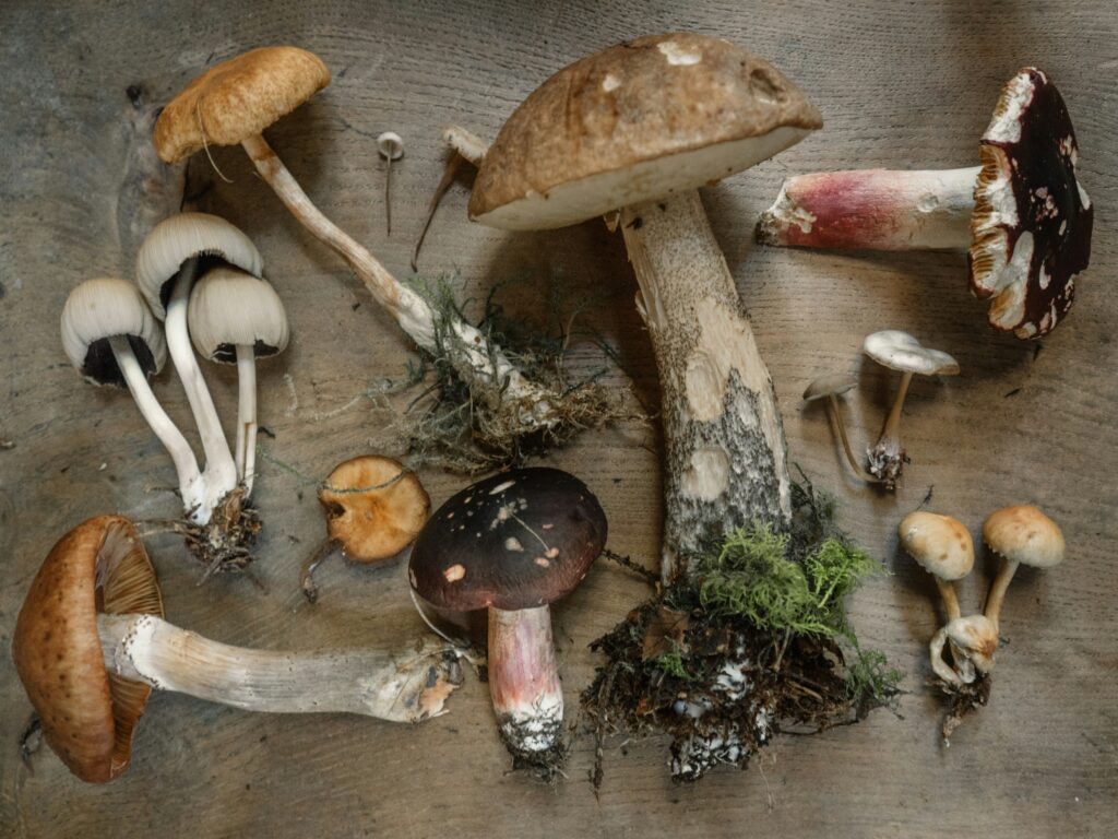 Mushrooms for Gut Health. Photo by Andrew Ridley