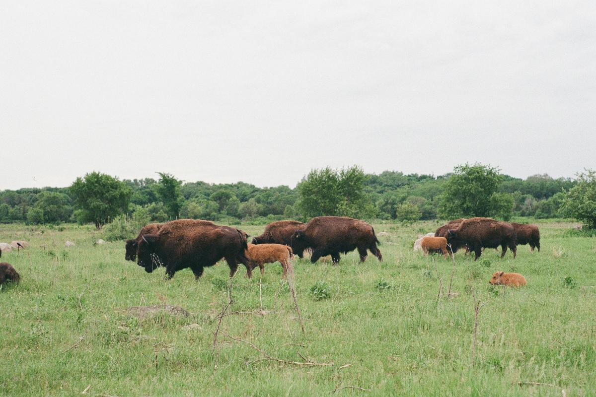 Bison grazing photo by M Weston