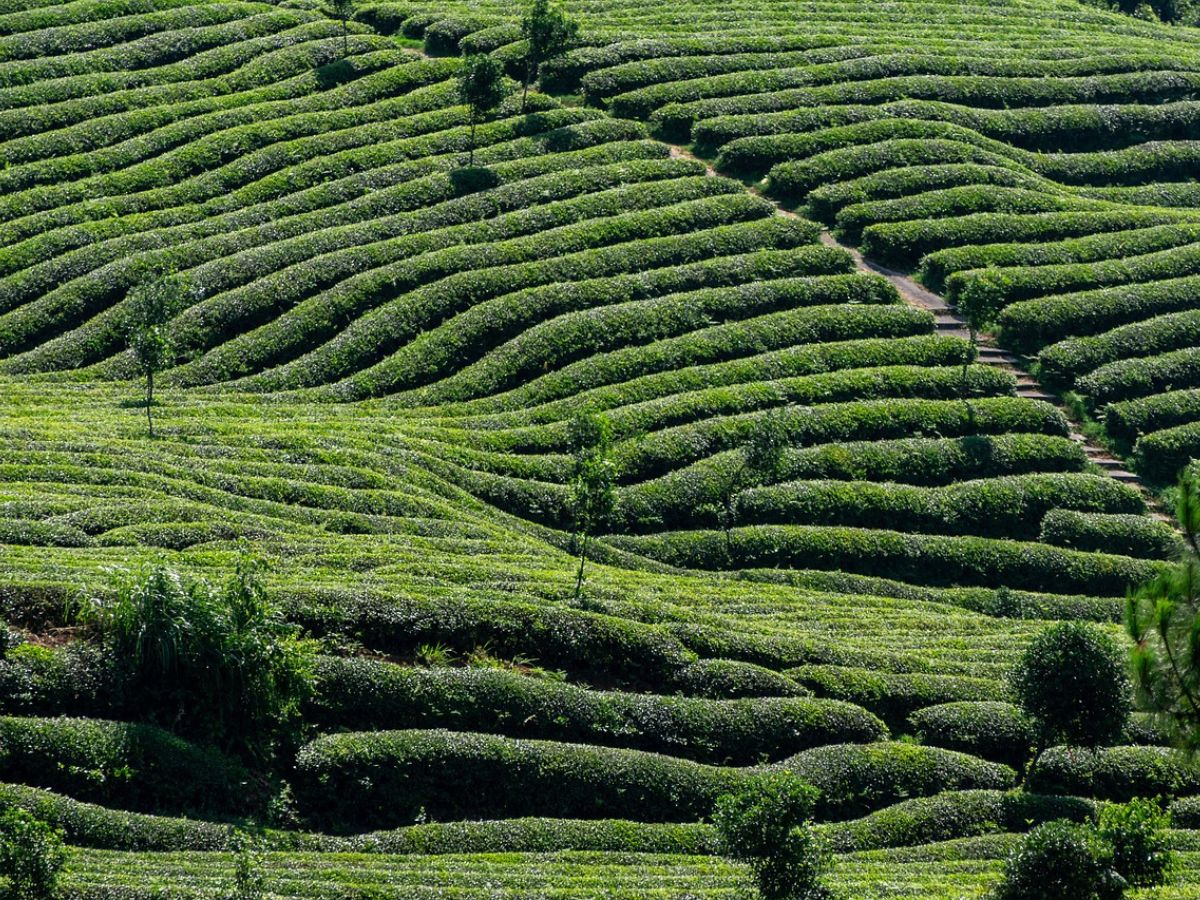 matcha green tea field